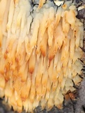 Sarcodontia setosa image