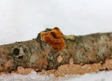 Hydnoporia olivacea image