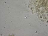 Ramaria incognita image