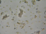 Ramaria incognita image