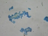 Ramaria incognita image