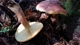 Tricholomopsis rutilans image