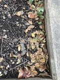Tricholoma dryophilum image