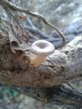 Lentinus sajor-caju image