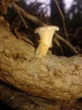Lentinus sajor-caju image