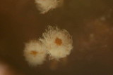 Dasyscyphus bicolor image