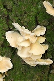 Pleurotus pulmonarius image