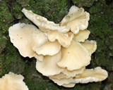 Pleurotus pulmonarius image