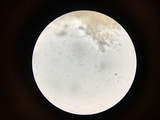 Dacryopinax elegans image