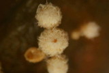 Dasyscyphus bicolor image