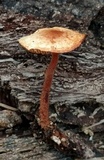 Gymnopus semihirtipes image