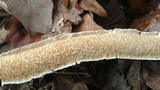 Irpex lacteus image
