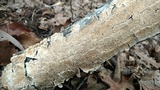 Irpex lacteus image