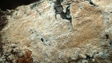 Irpex lacteus image