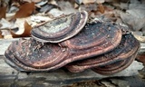 Nigroporus vinosus image