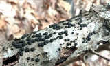 Annulohypoxylon annulatum image