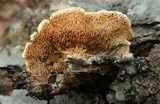 Trametopsis cervina image
