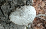 Spongipellis unicolor image