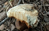 Spongipellis unicolor image
