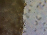 Setchelliogaster tenuipes image
