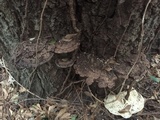 Ganoderma lobatum image