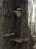 Ganoderma lobatum image