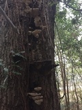 Ganoderma lobatum image