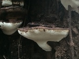 Ganoderma lobatum image