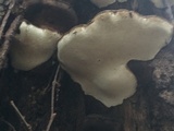 Ganoderma lobatum image