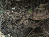 Ganoderma lobatum image