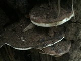 Ganoderma lobatum image