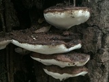 Ganoderma lobatum image