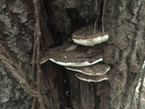 Ganoderma lobatum image