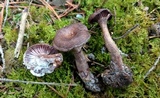 Pseudoomphalina cokeri image