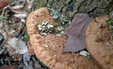 Phellinus gilvus image