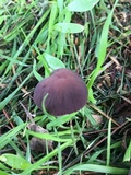Psathyrella bipellis image