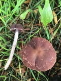 Psathyrella bipellis image