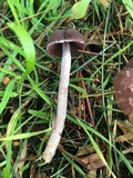 Psathyrella bipellis image