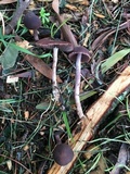 Psathyrella bipellis image