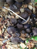 Psathyrella corrugis image