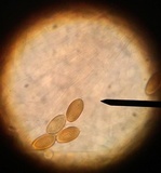 Psathyrella corrugis image
