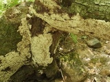 Pycnoporellus alboluteus image