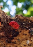 Crepidotus cinnabarinus image