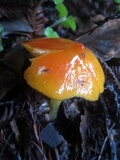 Hygrocybe acutoconica image