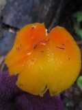 Hygrocybe acutoconica image