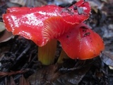 Hygrocybe laetissima image