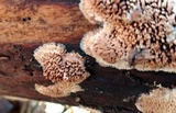 Mycoacia nothofagi image
