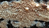 Mycoacia nothofagi image