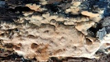 Rigidoporus crocatus image