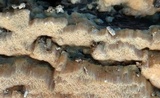 Rigidoporus crocatus image